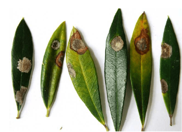 Φωτογραφία Κυκλοκόνιο