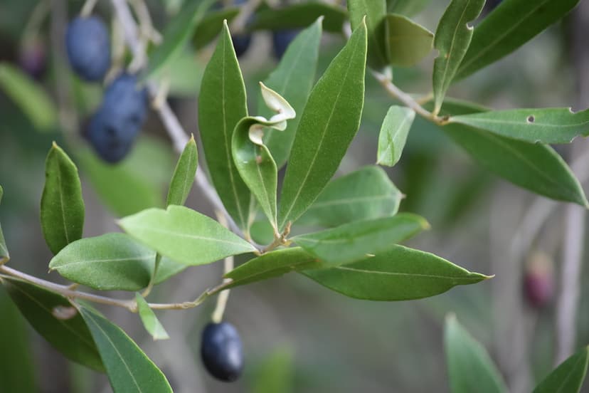 Φωτογραφία Ακάρεα
