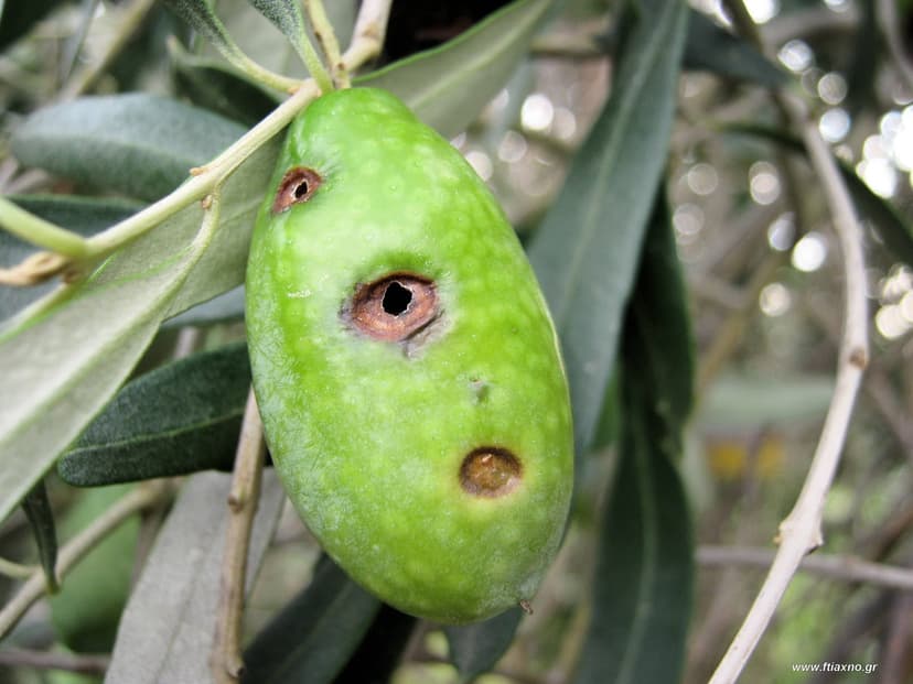 Φωτογραφία Δάκος