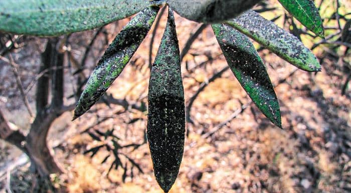 Φωτογραφία Καπνιά