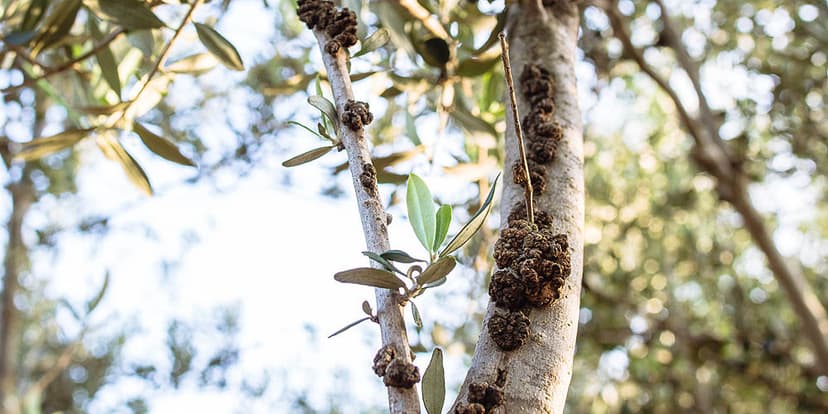 Φωτογραφία Καρκίνωση (Φυματίωση)