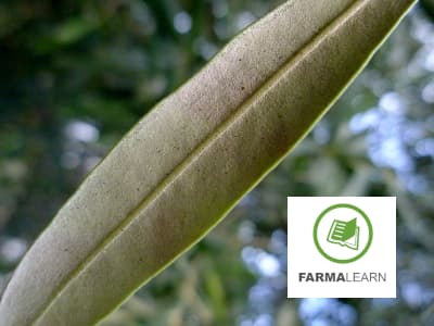 Φωτογραφία Κερκοσπορίαση