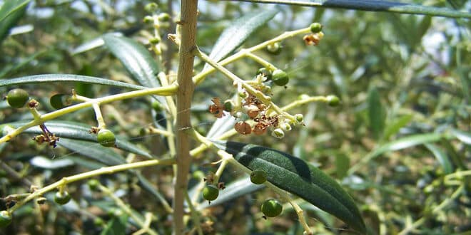 Φωτογραφία Πυρηνοτρήτης