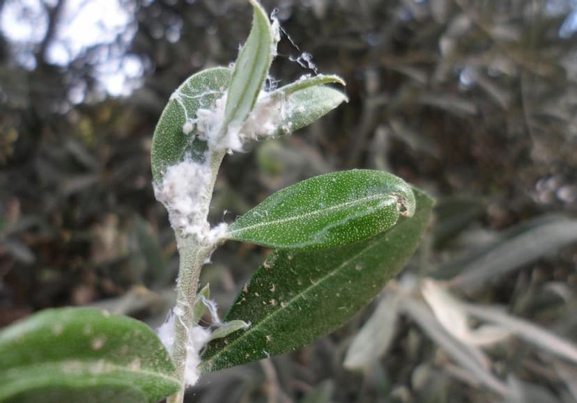 Φωτογραφία Βαμβακάδα (Ψύλλα)